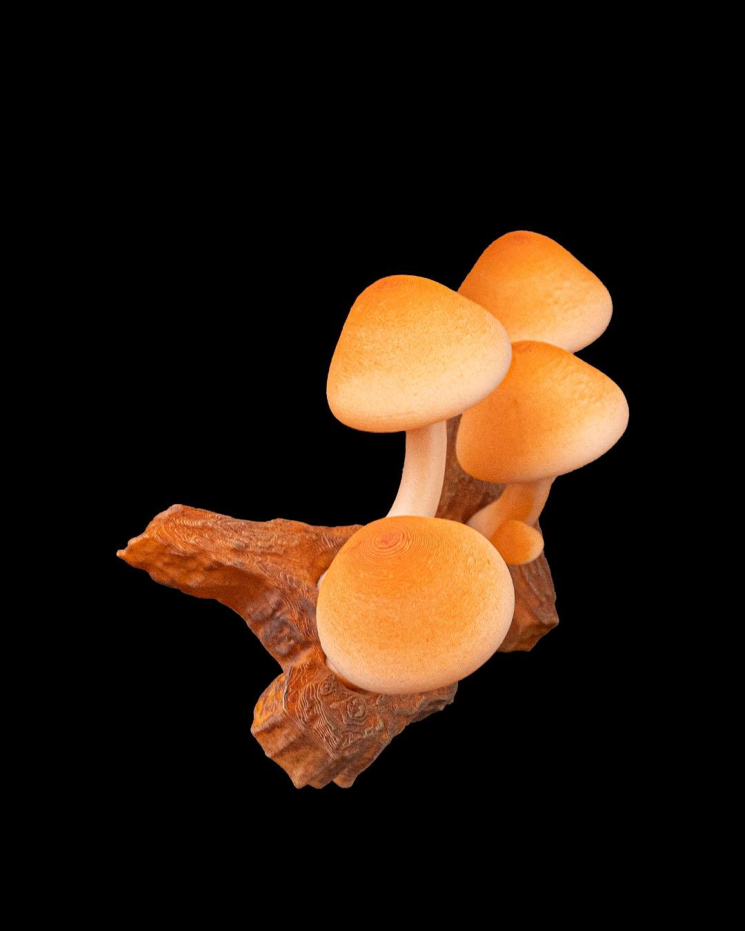 imã de Geladeira Cogumelos - Imagem 3