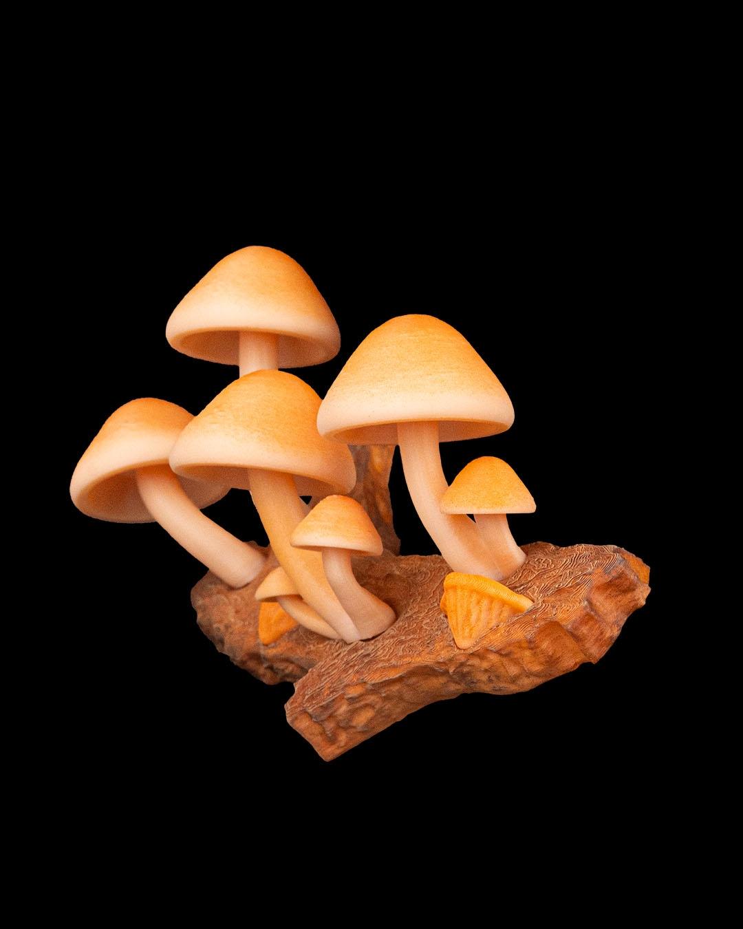 imã de Geladeira Cogumelos - Imagem 4